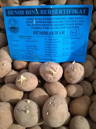 Bibit Kentang G-0